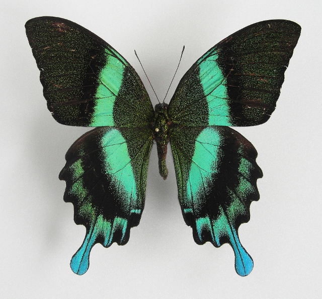 Papilio blumei male (aberration) [Internet image property of respective owner, non commercial use only]